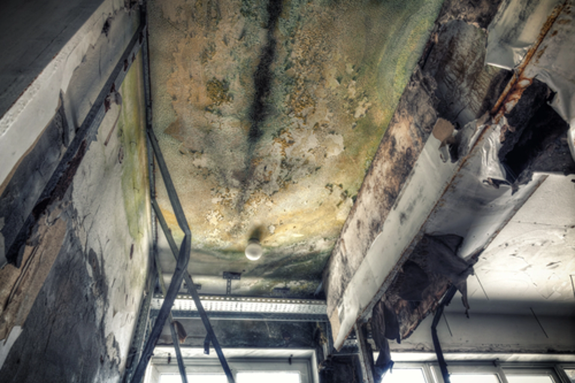 What is Black Mold
