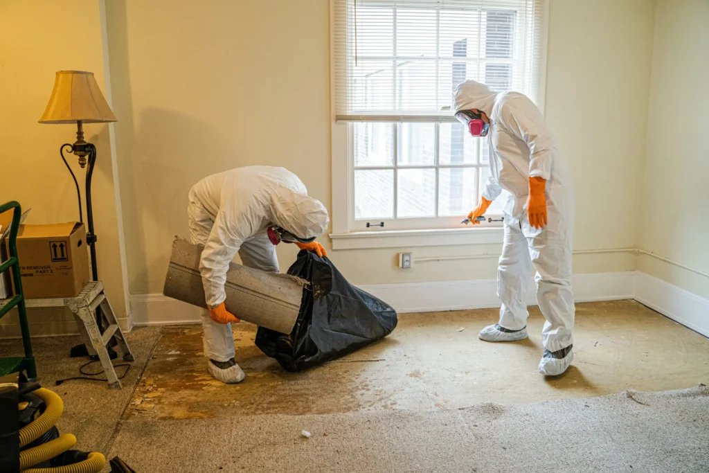 Mold Removal Services