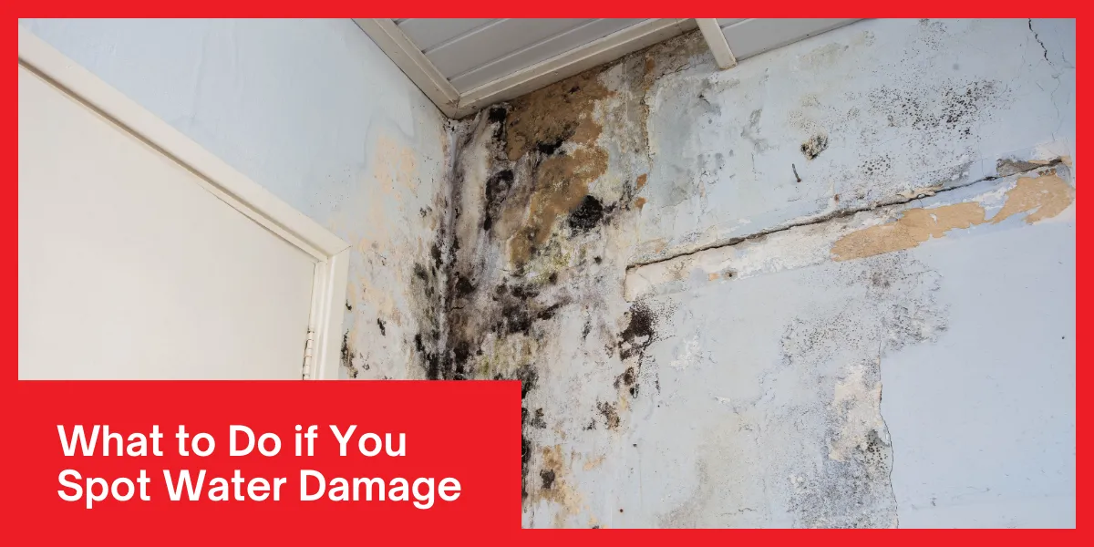 What to Do if You Spot Water Damage What to Do if You Spot Water Damage
