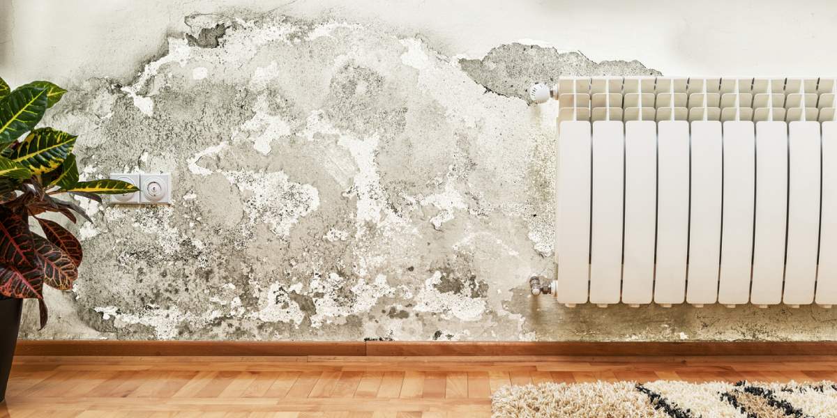 White Mold What You Need to Know White Mold