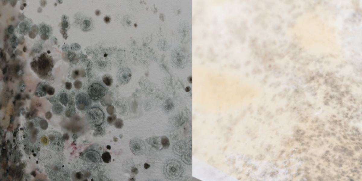 White Mold vs. Black Mold White Mold vs. Black Mold