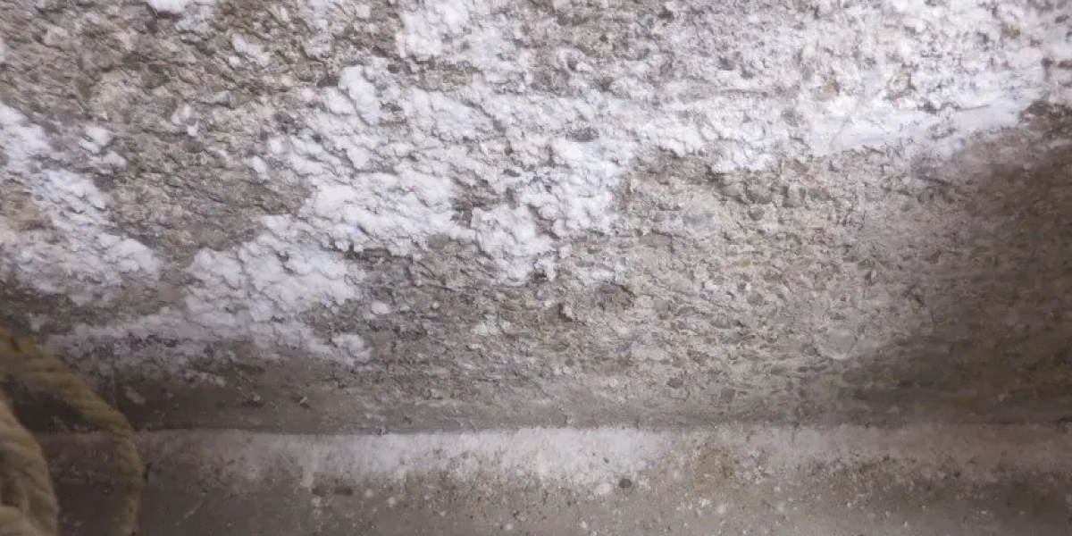 How Does White Mold Differ from Efflorescence