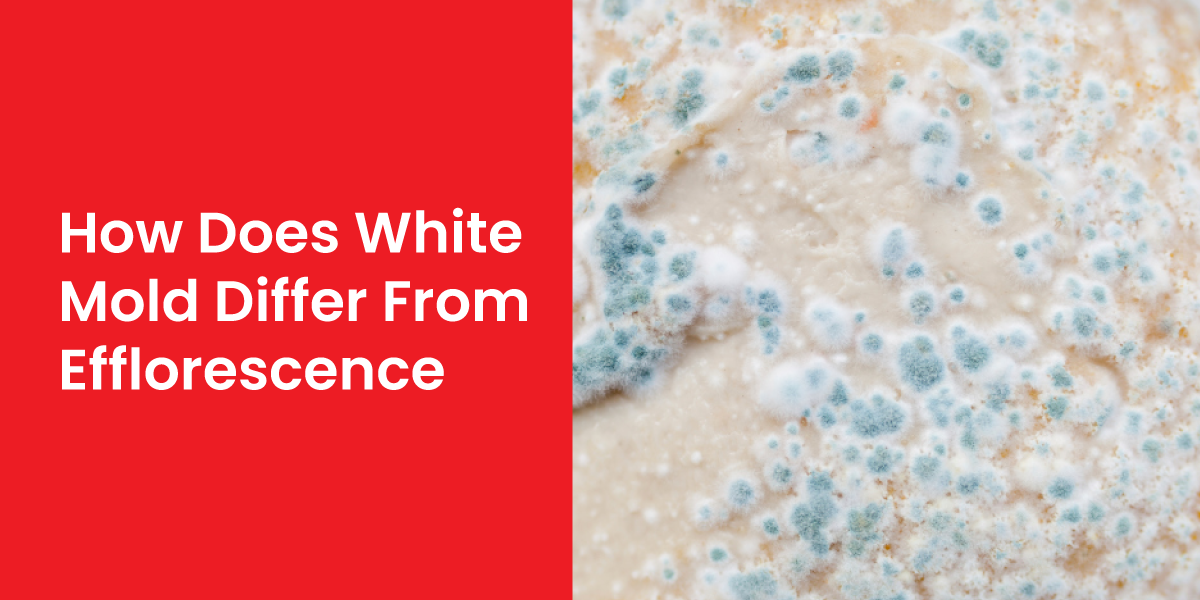 How Does White Mold Differ from Efflorescence