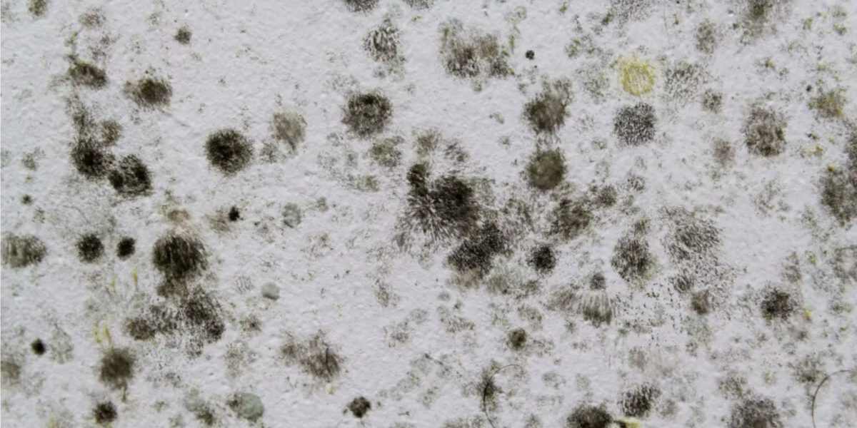 Black Mold Black Mold