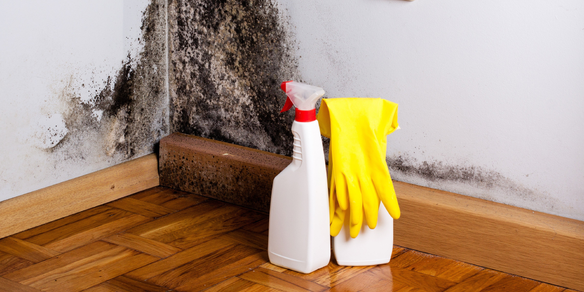 How to Remove Mold From Home DIY Mold Removal How to Remove Mold From Home: DIY Mold Removal