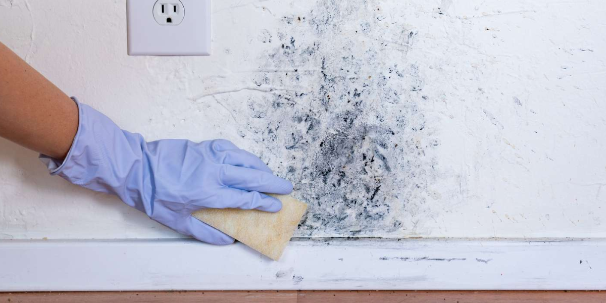 Mold on Painted Walls Mold on Painted Walls