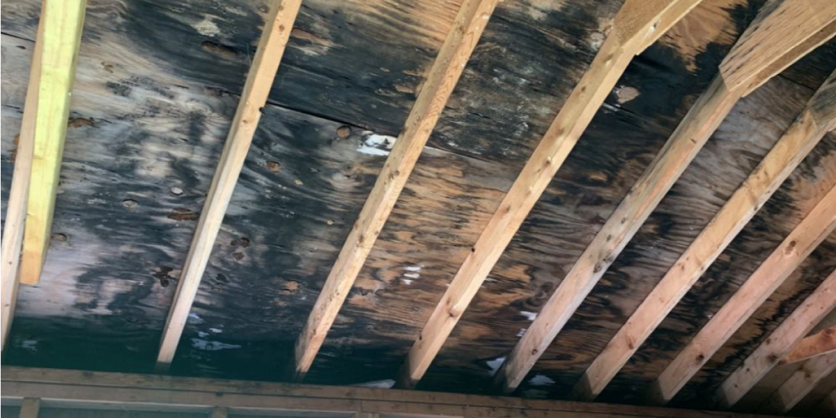 What Causes Mold on Wood