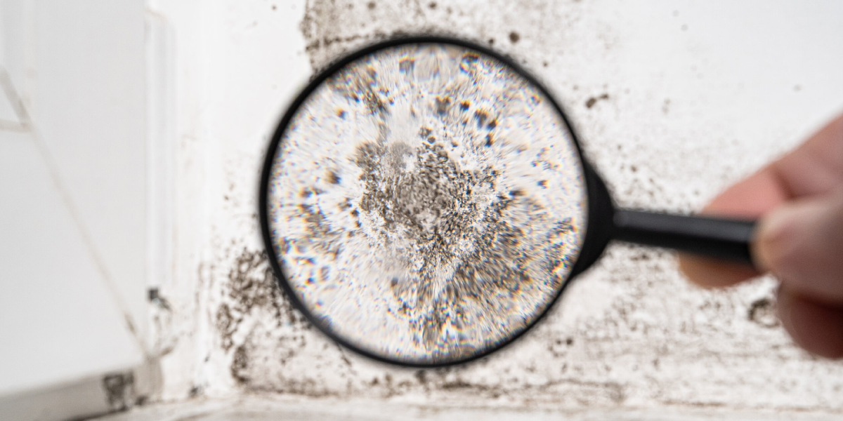 What Is Mold and Why Is It Dangerous What Is Mold and Why Is It Dangerous