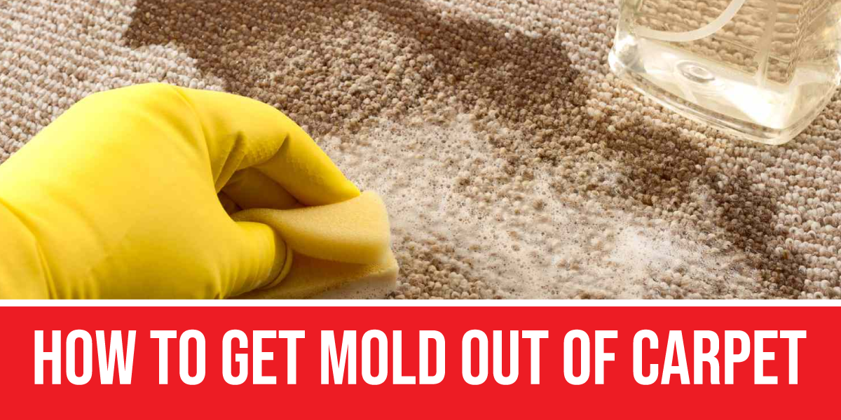 How to get mold out of carpet