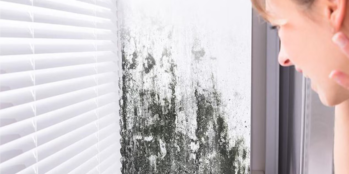 Look and Smell Around