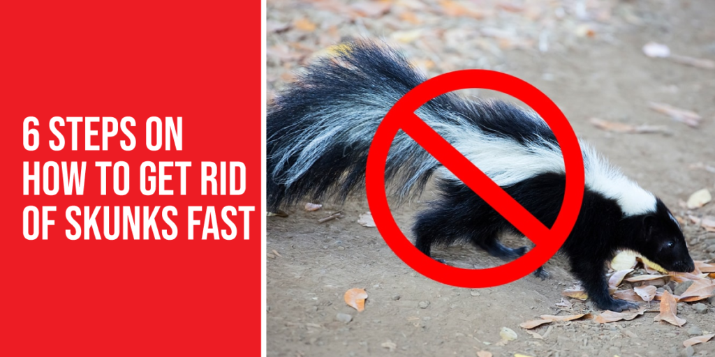 how to get rid of skunks