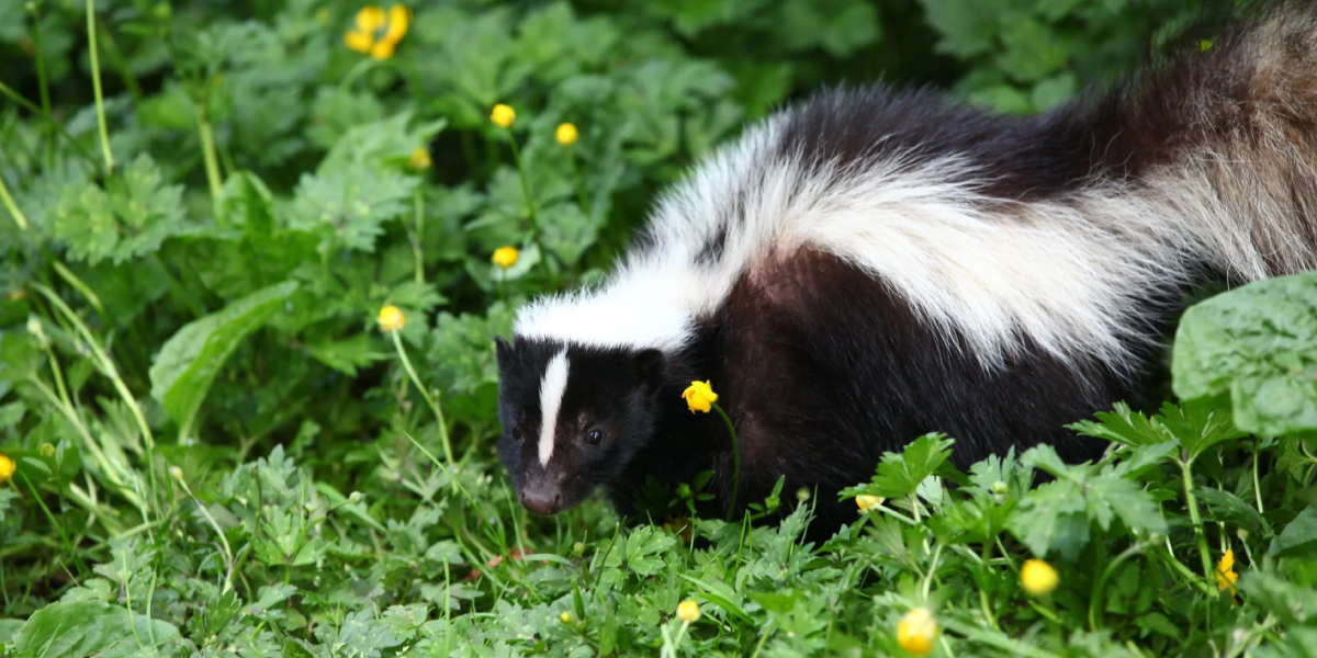 Confirm the Skunks are Actually There Confirm the Skunks are Actually There