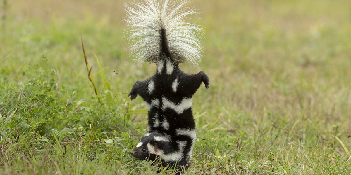 Remove Anything That Attracts Skunks Remove Anything That Attracts Skunks