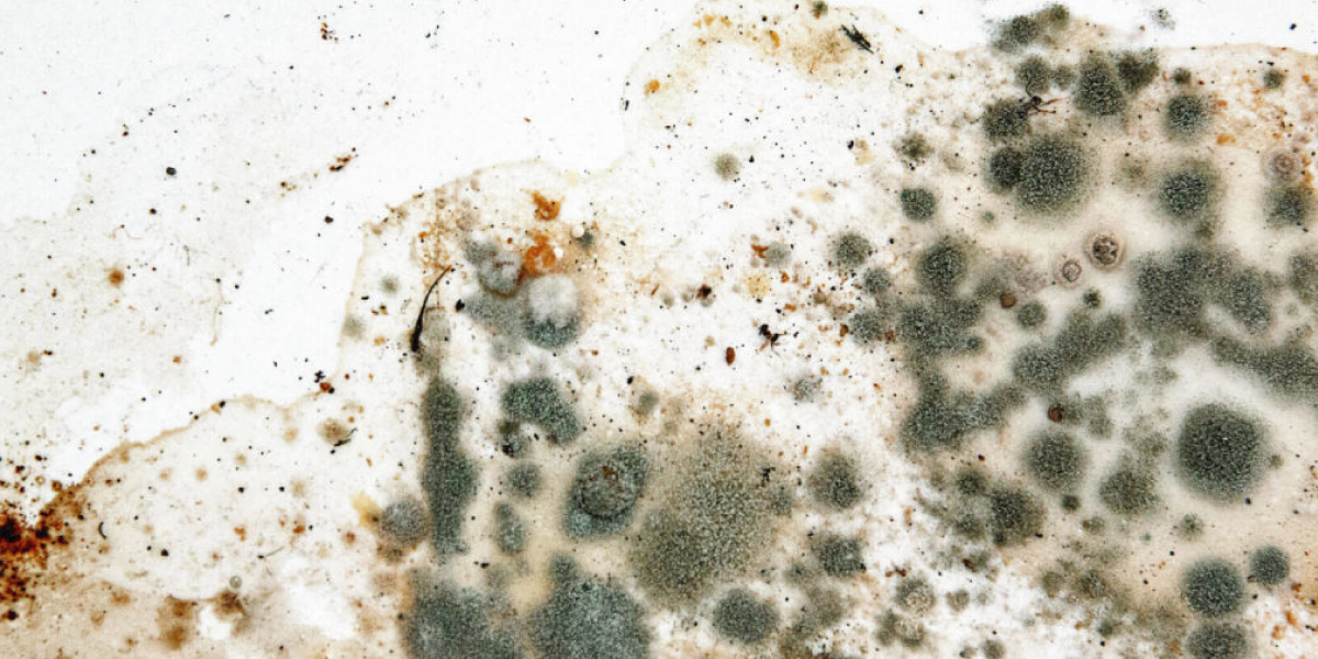 Mold exposure symptoms in adults Mold exposure symptoms in adults